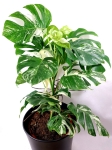 Monstera borsigiana albo variegata