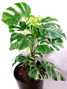Monstera borsigiana albo variegata