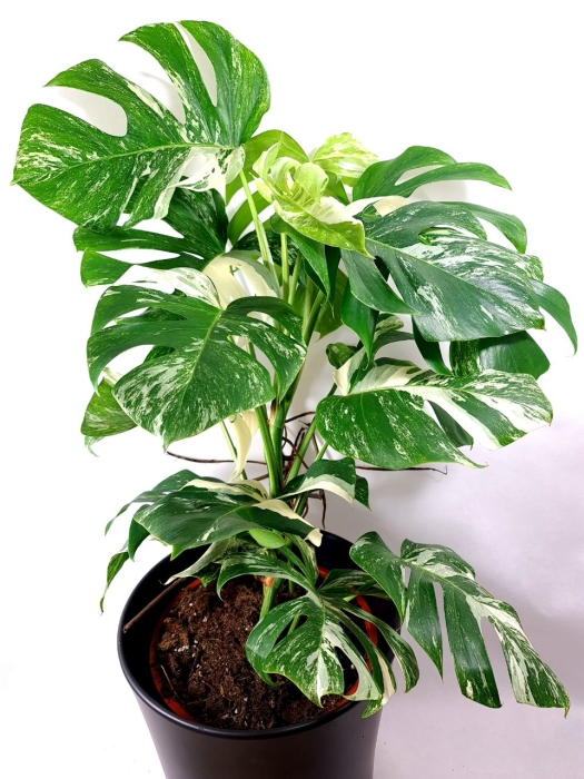 Monstera borsigiana albo variegata