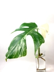 Monstera borsigiana albo variegata - Węzeł