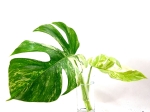 Monstera borsigiana albo variegata - Szczyt