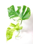Monstera borsigiana albo variegata - Szczyt