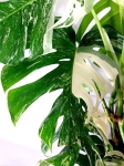 Monstera borsigiana albo variegata