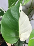 Monstera borsigiana albo variegata