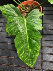 Philodendron Camouflage / Lime Fiddle
