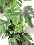 Monstera borsigiana albo variegata