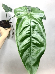 Anthurium bullatus