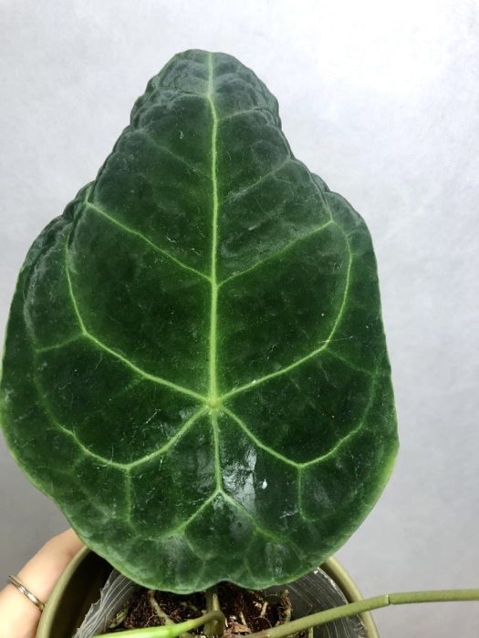 Anthurium forgetii dark form