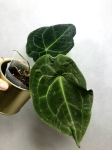 Anthurium forgetii dark form