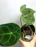 Anthurium forgetii dark form