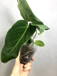 xl