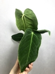 xl