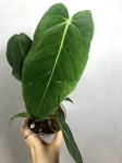 xl