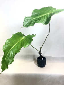 Anthurium propinquum