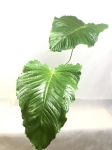 APROP1
