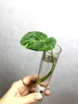 Philodendron verrucosum Tambillo - cięty szczyt