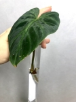 Philodendron verrucosum Tambillo - cięty węzeł - przykładowe zdjęcie