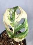 M. adansonii variegata - przykładowe zdjęcie