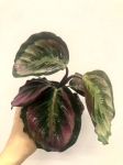  Calathea Mysty M