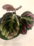  Calathea Mysty M