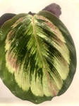  Calathea Mysty