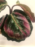  Calathea Mysty
