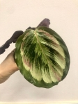  Calathea Mysty
