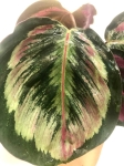  Calathea Mysty