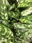 Aglaonema Maria