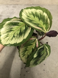  Calathea Mysty (Medalion 2)