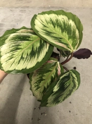  Calathea Mysty (Medalion 2)