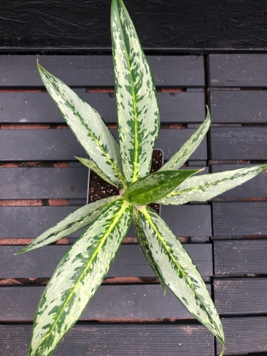 Aglaonema Key Lime Narrow