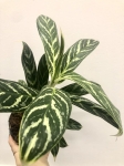 Aglaonema Stripes Hybrid