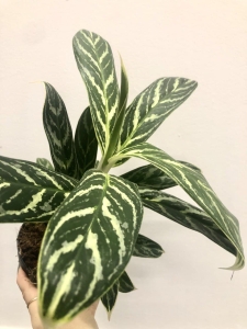 Aglaonema Stripes Hybrid