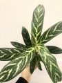 Aglaonema Stripes Hybrid
