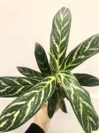 Aglaonema Stripes Hybrid