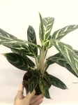 Aglaonema Stripes Hybrid