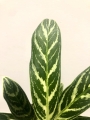 Aglaonema Stripes Hybrid