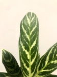 Aglaonema Stripes Hybrid