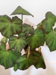 Begonia Boomer - przykładowa sadzonka XL