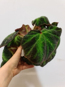 Begonia soli-mutata