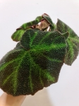 Begonia soli-mutata
