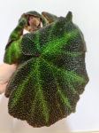 Begonia soli-mutata