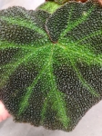 Begonia soli-mutata