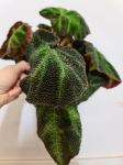 Begonia soli-mutata