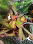 Begonia soli-mutata