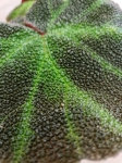 Begonia soli-mutata
