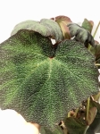 Begonia Boomer
