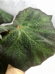 Begonia Boomer