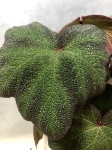 Begonia Boomer